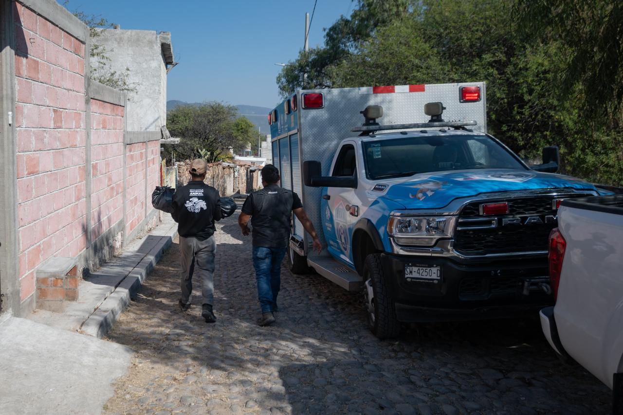 El Marqués fortalece acciones para la protección animal