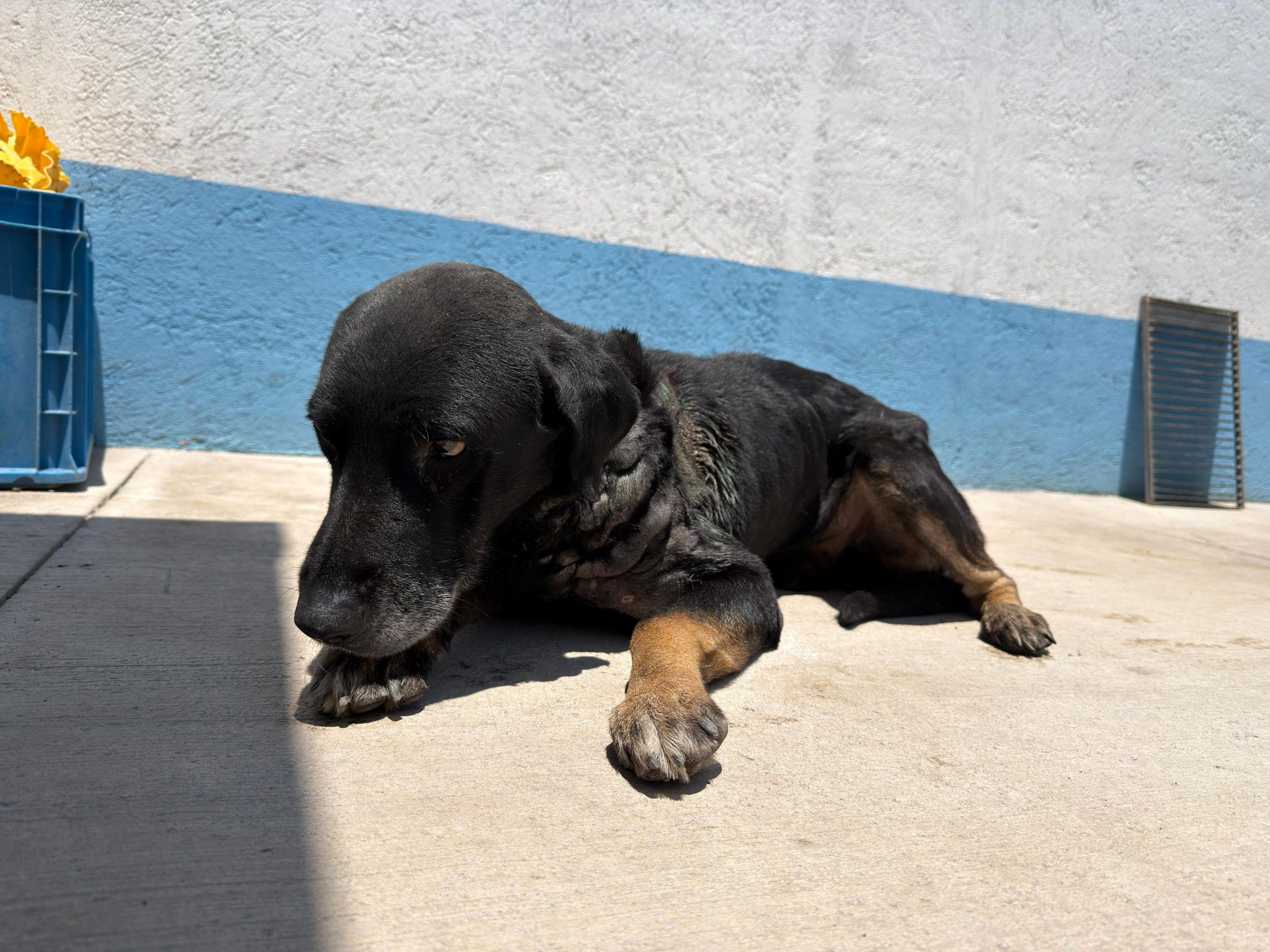 El Marqués detecta y atiende primer caso de gusano barrenador en un perro en Los Pocitos