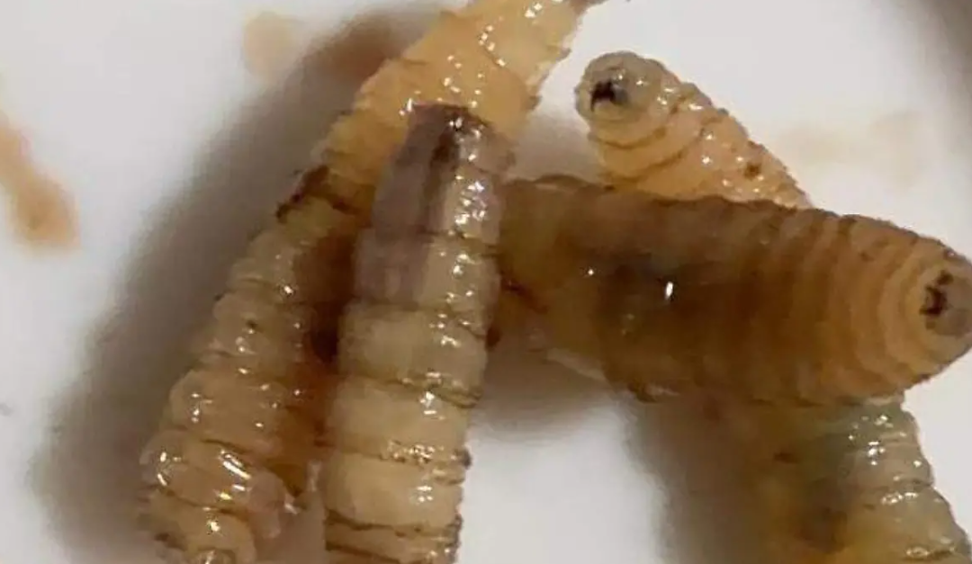 Mantiene IMPA atención permanente a ejemplar afectado por gusano barrenador