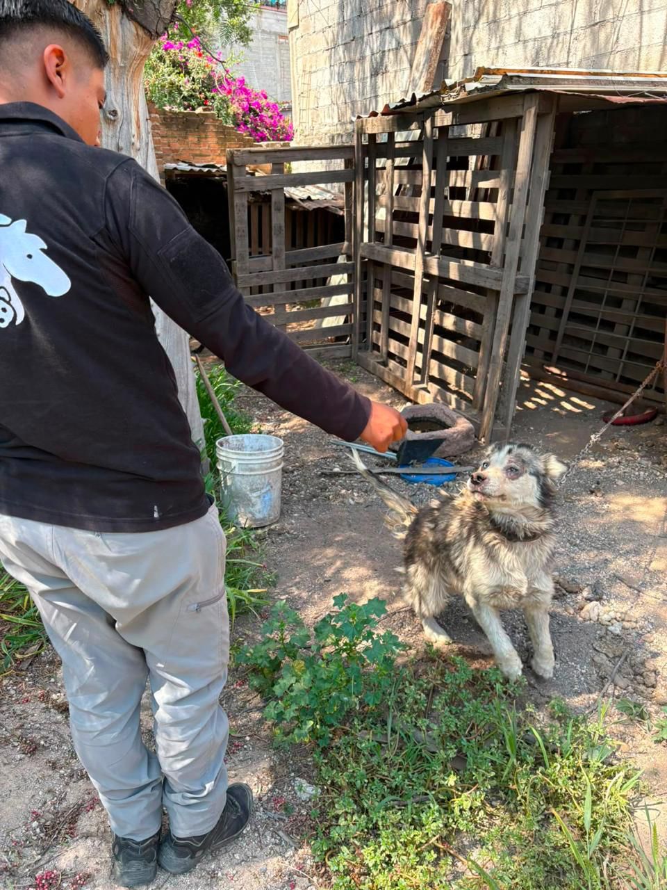 Atiende IMPA reporte por posible maltrato animal en la comunidad de La Providencia